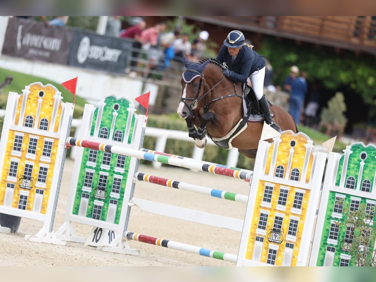 Autres races Hongre 6 Ans 165 cm Bai in ROME Autres races Hongre 6 Ans 165 cm Bai in ROME
