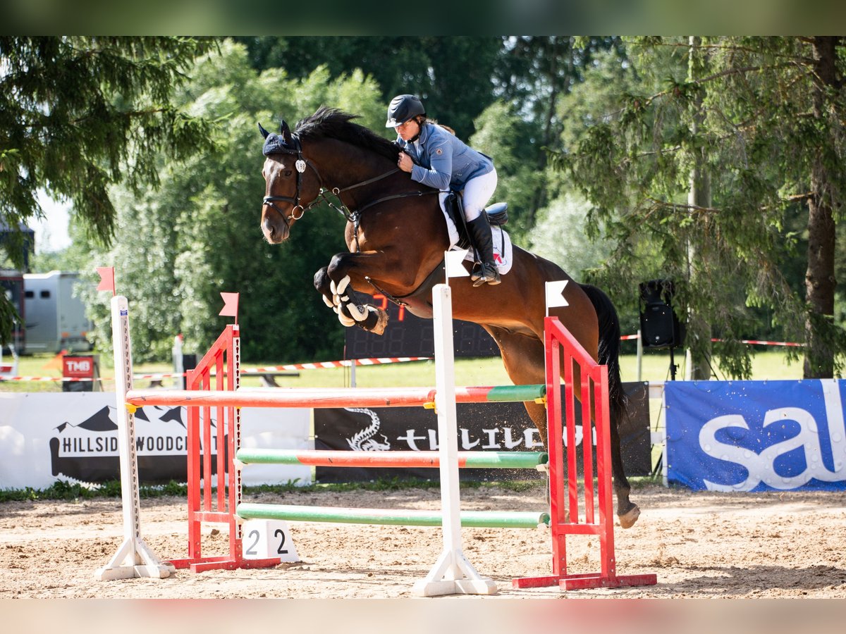 Autres races Hongre 6 Ans 175 cm Bai cerise in Washington