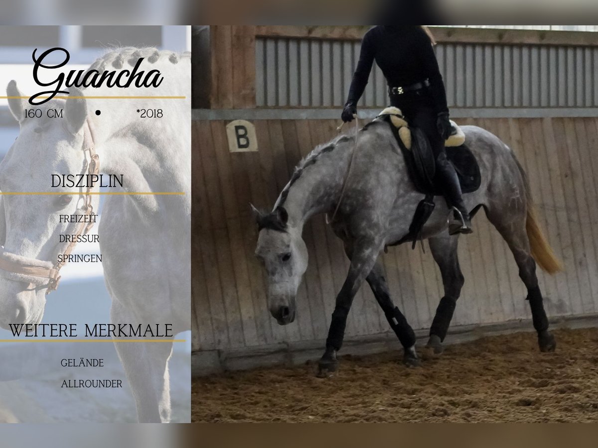 Autres races Hongre 7 Ans 160 cm Gris noir in Nettersheim