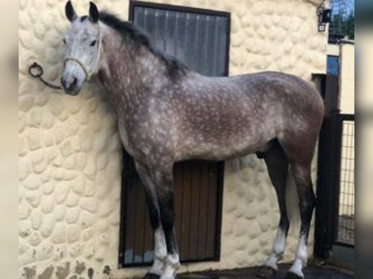 Autres races Croisé Hongre 7 Ans 167 cm Gris in SEVILLA