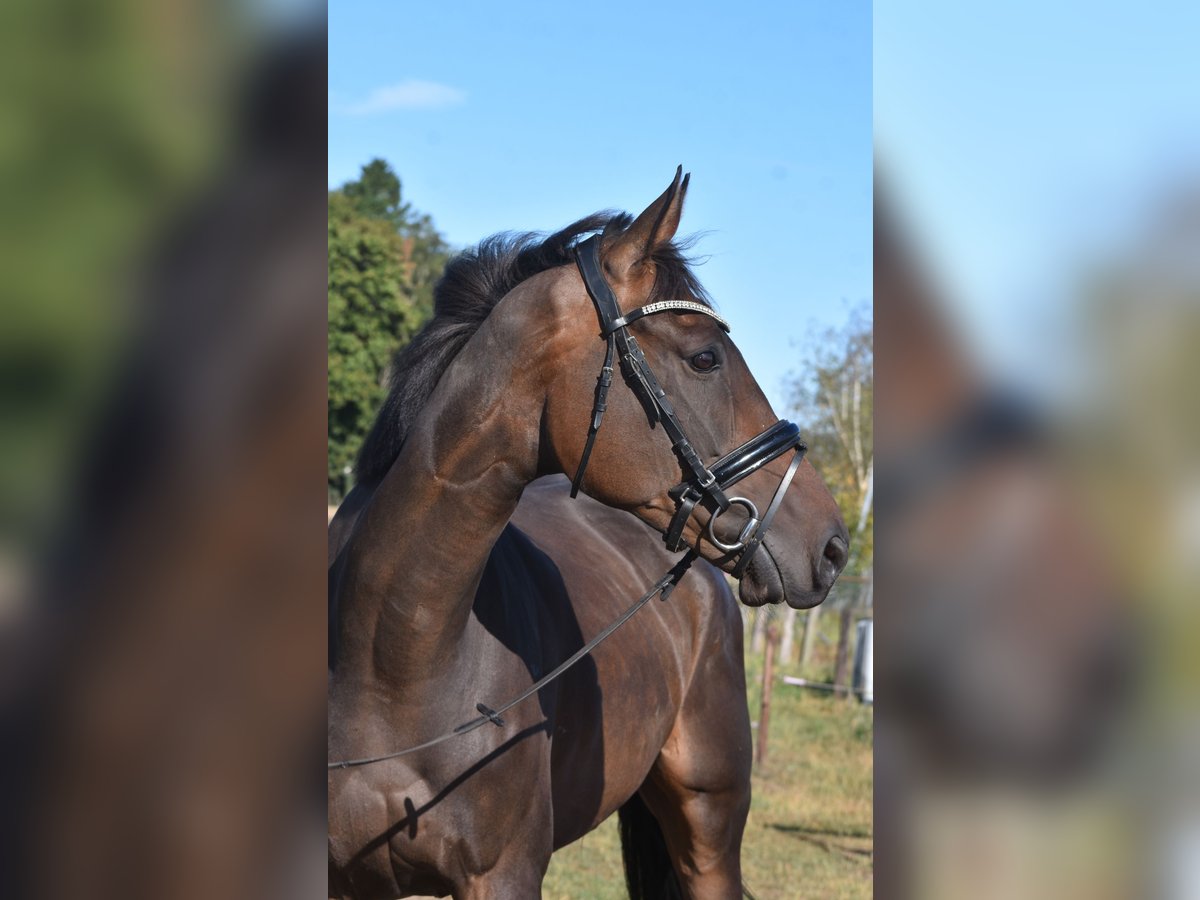 Autres races Hongre 7 Ans 170 cm Bai brun in Achtmaal