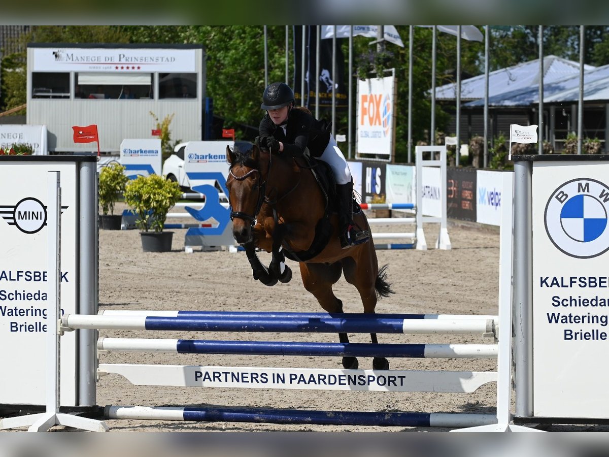 Autres races Hongre 9 Ans 143 cm in Waddinxveen