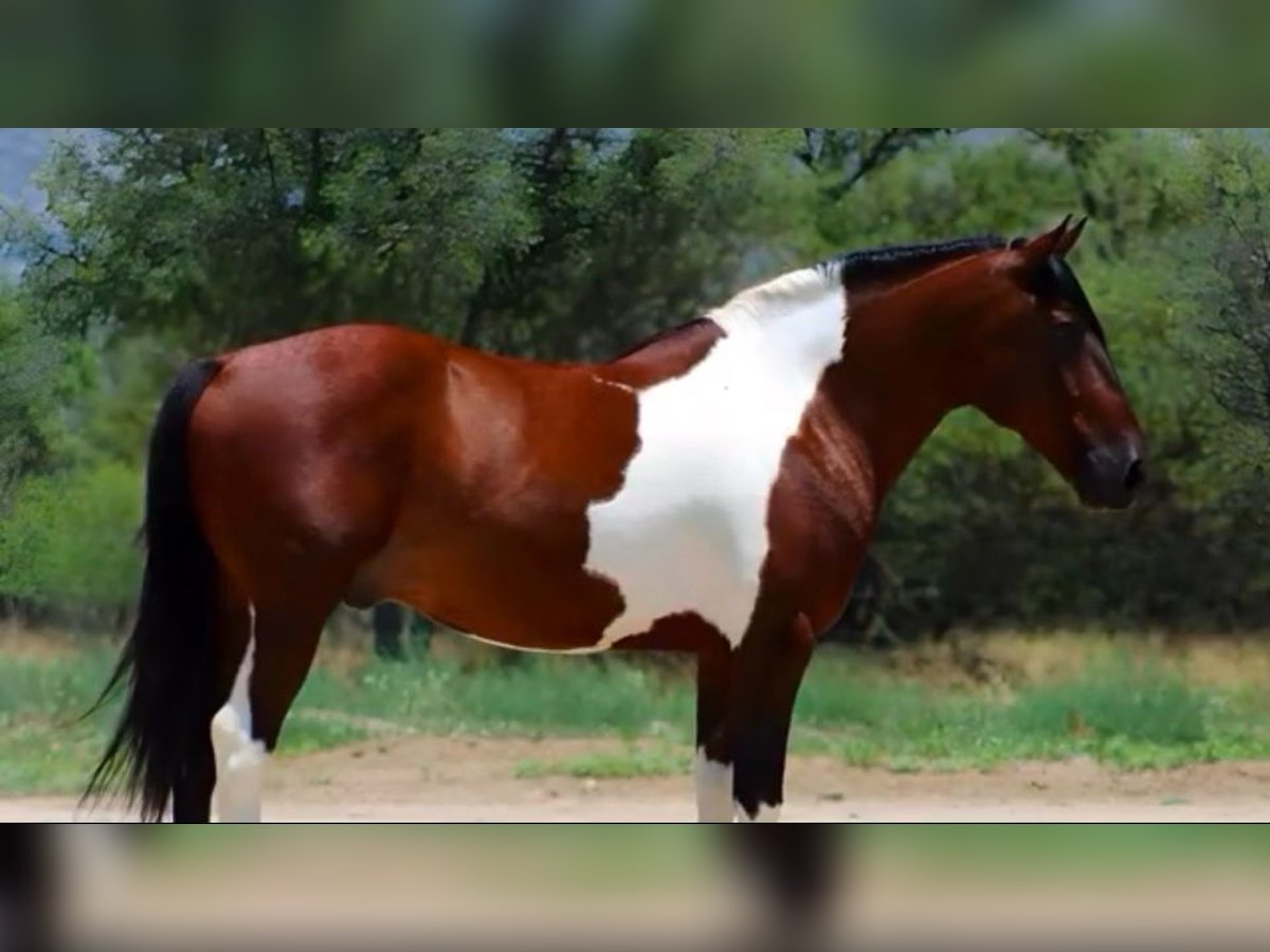 Autres races Hongre 9 Ans 143 cm Pinto in Thousand Oaks