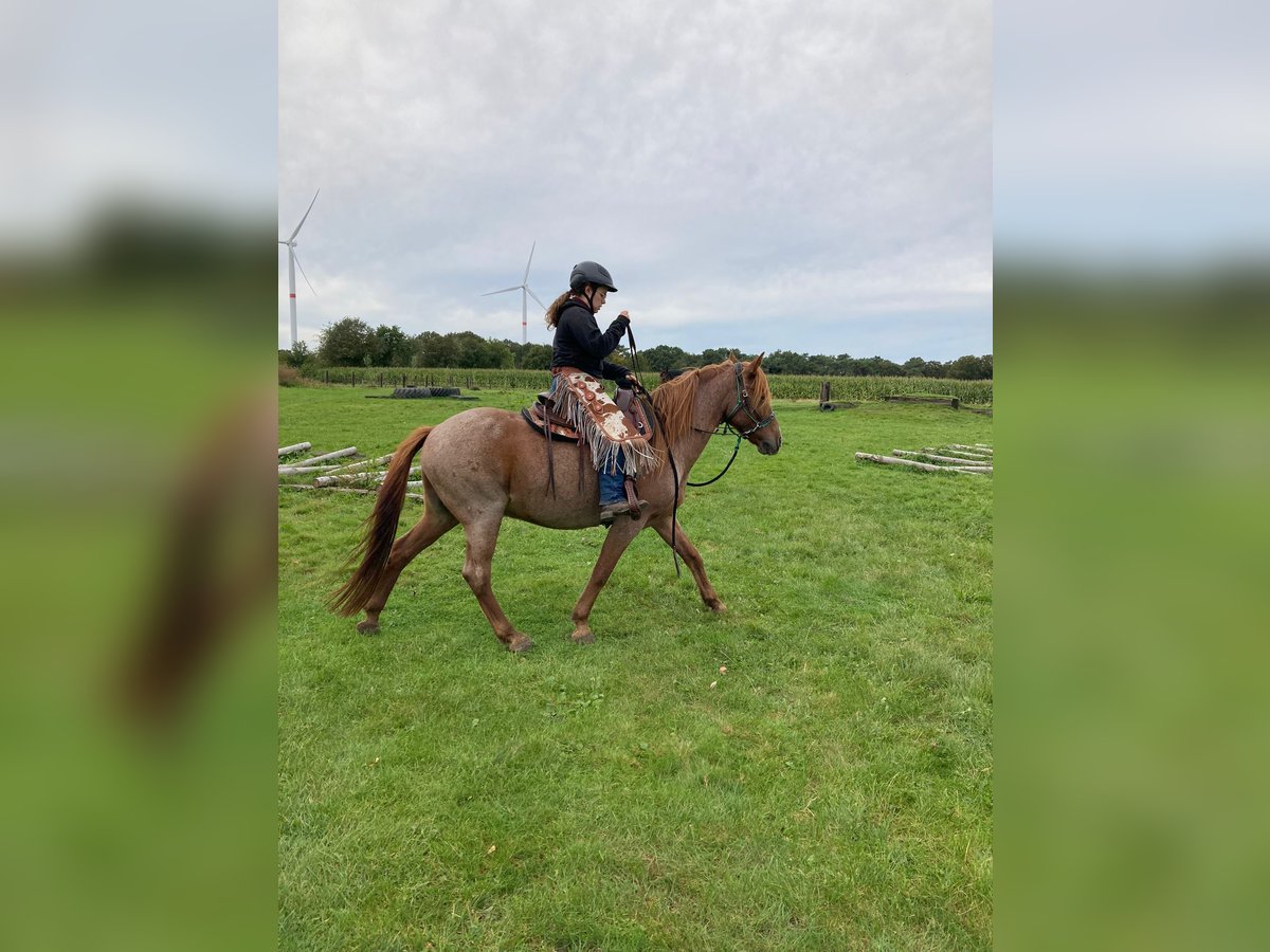 Autres races Croisé Hongre 9 Ans 150 cm Rouan Rouge in Rotselaar