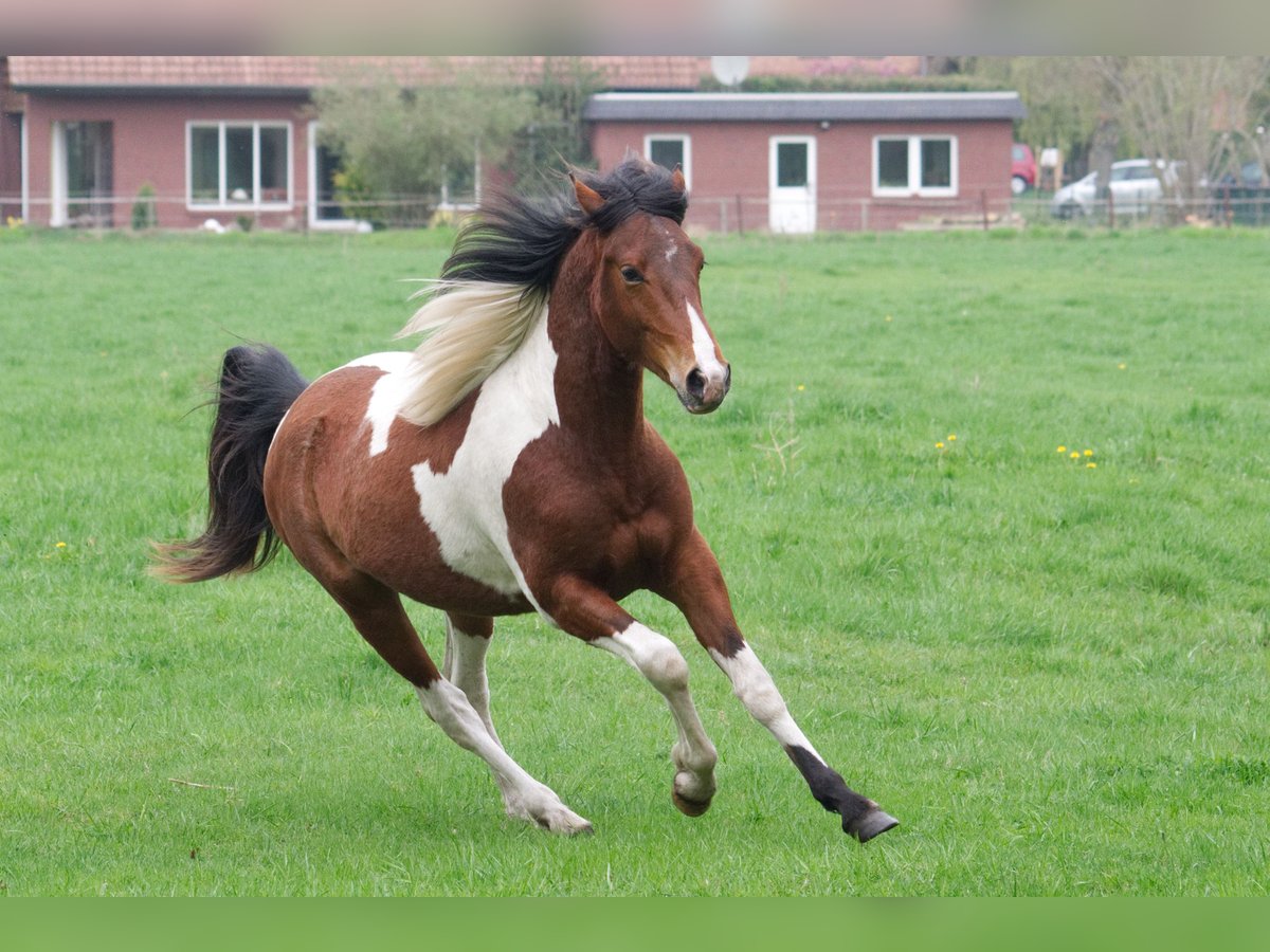 Autres races Hongre 9 Ans 152 cm Pinto in Ribbesbüttel