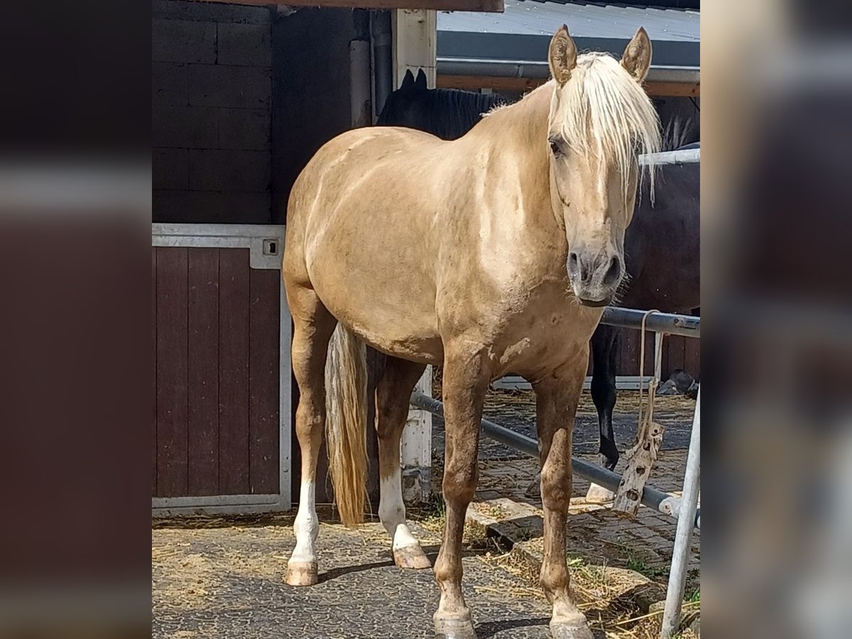 Autres races Croisé Hongre 9 Ans 160 cm Palomino in Walldorf