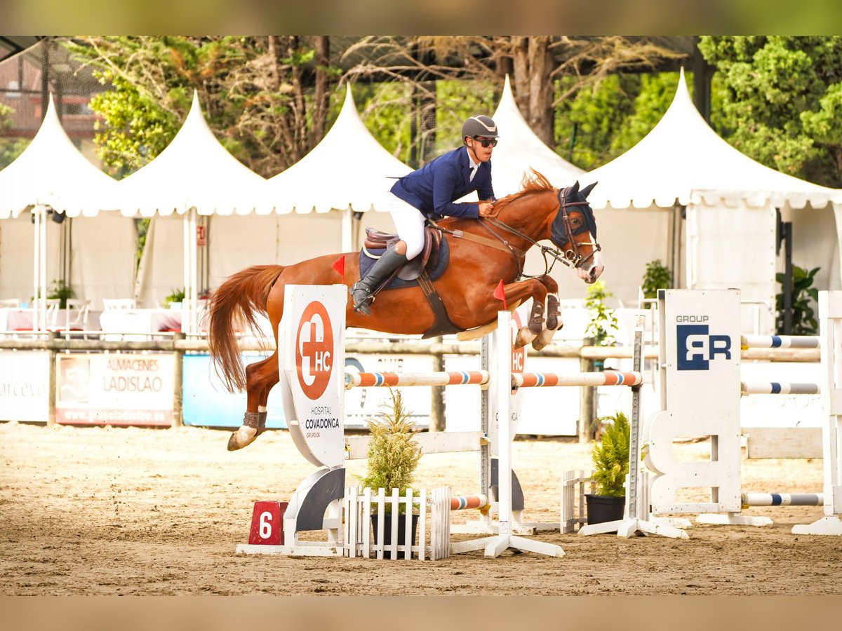 Autres races Hongre 9 Ans 165 cm Alezan in Poligono Industrial Ordes