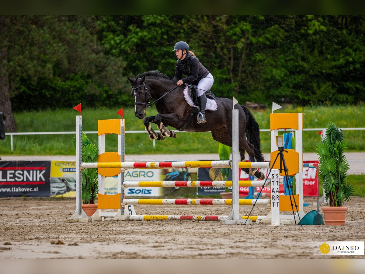 Autres races Hongre 9 Ans Noir in Nazarje