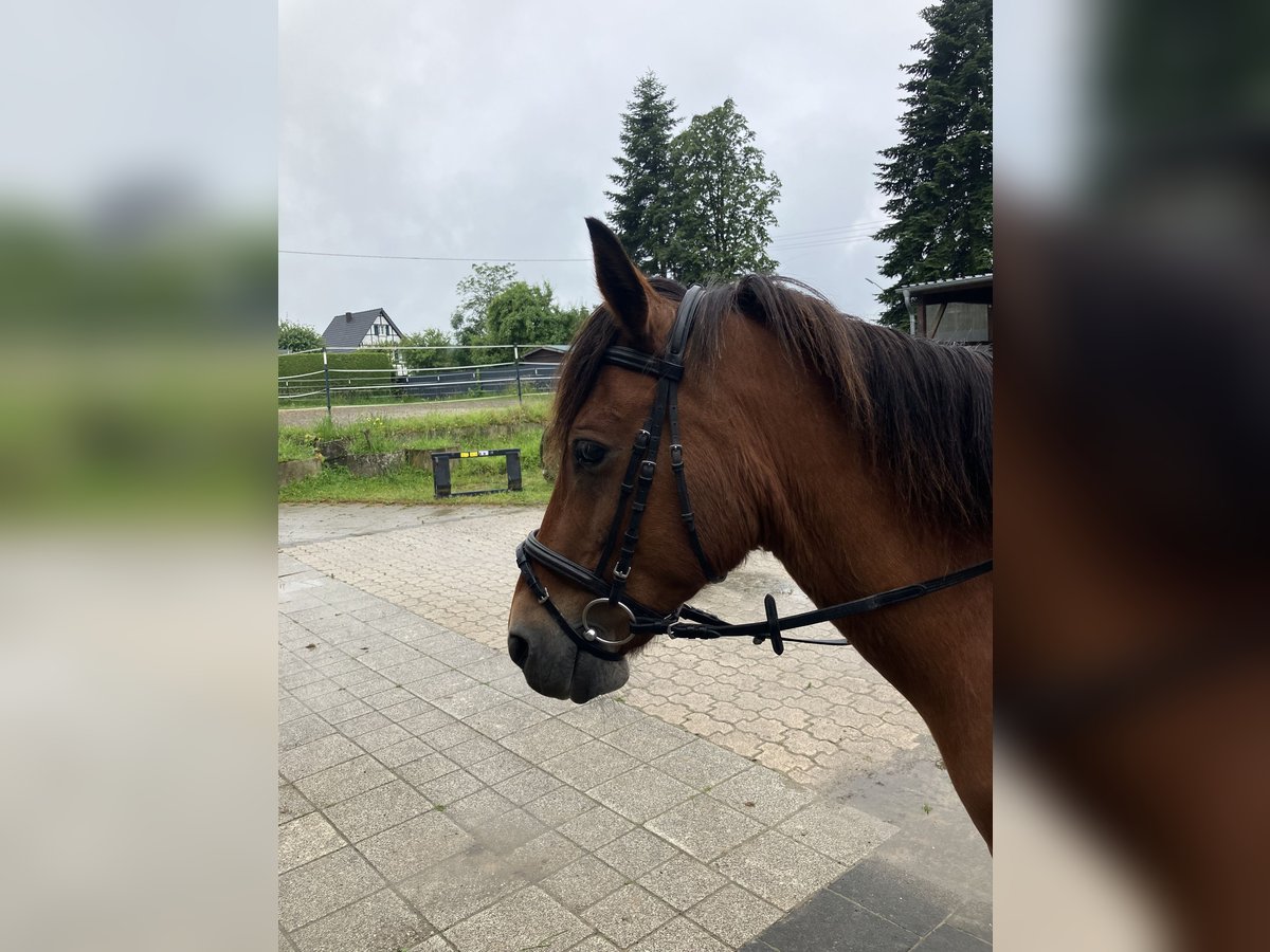 Autres races Croisé Jument 10 Ans 140 cm Bai in Neunkirchen-Seelscheid