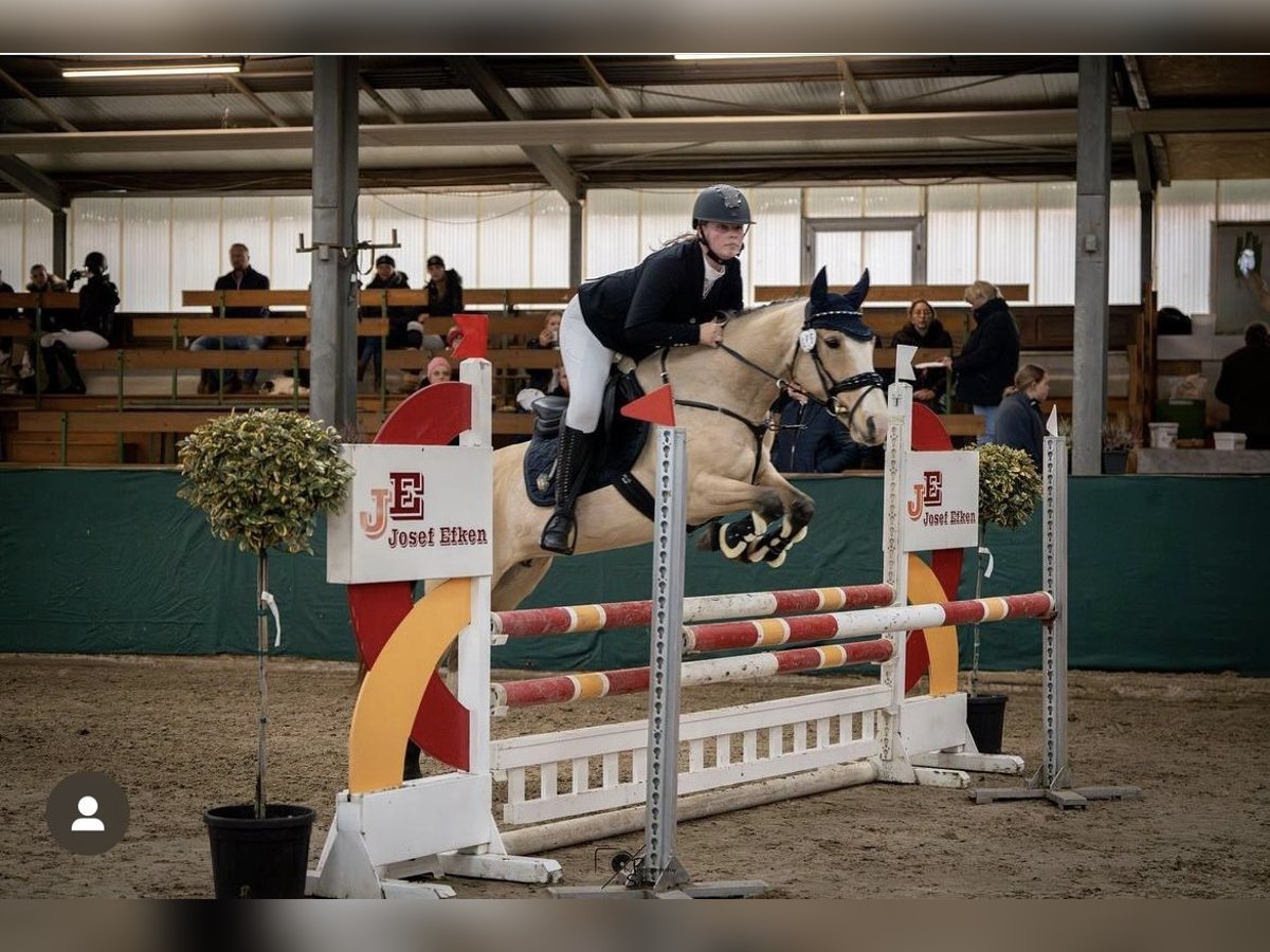 Autres races Croisé Jument 10 Ans 147 cm Buckskin in Oberlangen