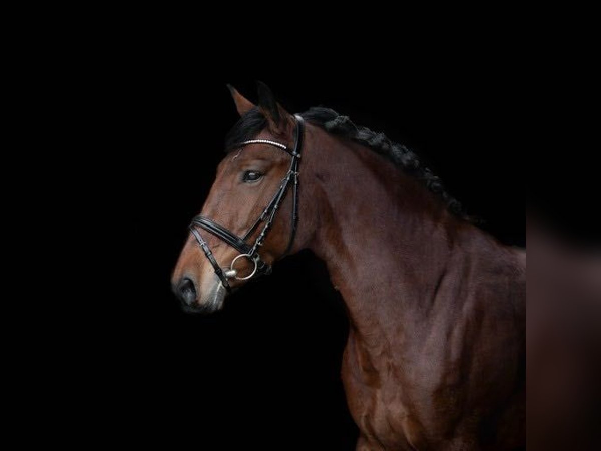 Autres races Croisé Jument 10 Ans 148 cm Bai cerise in Vilnius