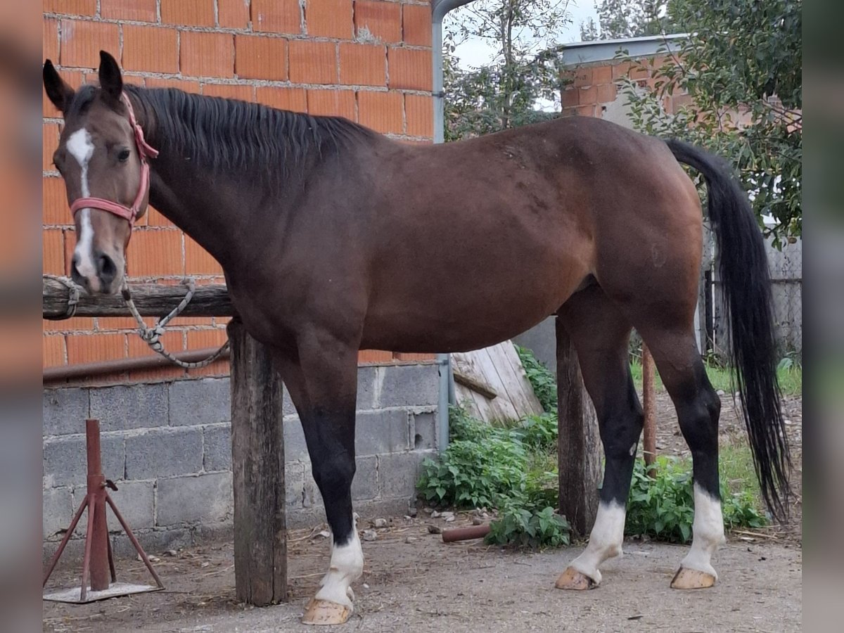 Autres races Jument 10 Ans 162 cm Bai brun in Ivankovo