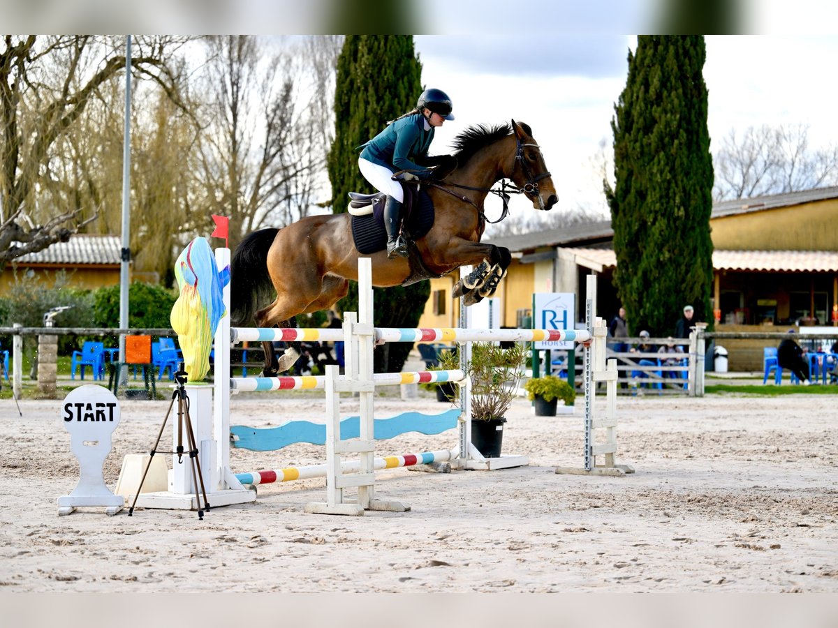 Autres races Croisé Jument 10 Ans 162 cm Bai in Servian