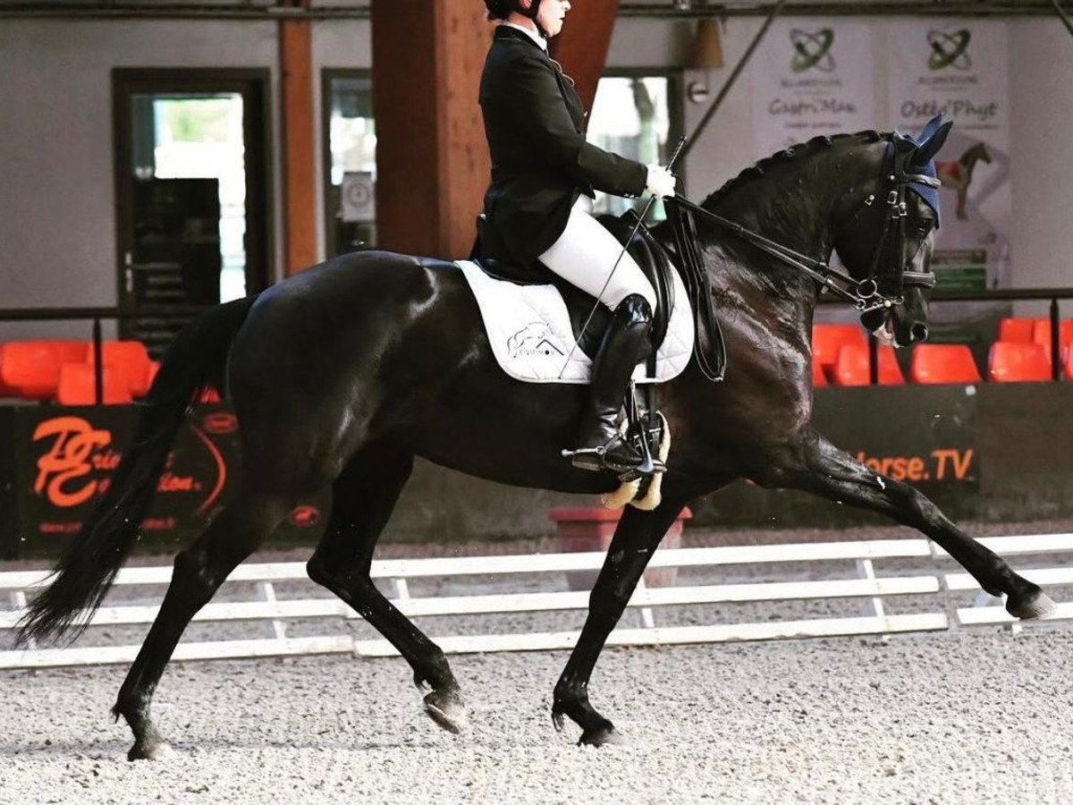 Autres races Jument 10 Ans 164 cm Noir in Navas Del Madro&#xF1;o