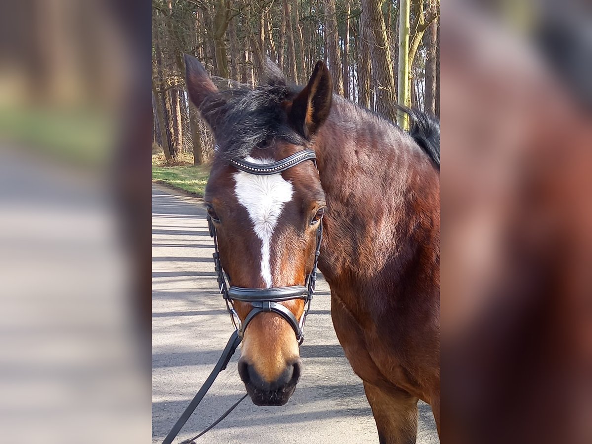 Autres races Croisé Jument 11 Ans 146 cm Bai in Isterberg