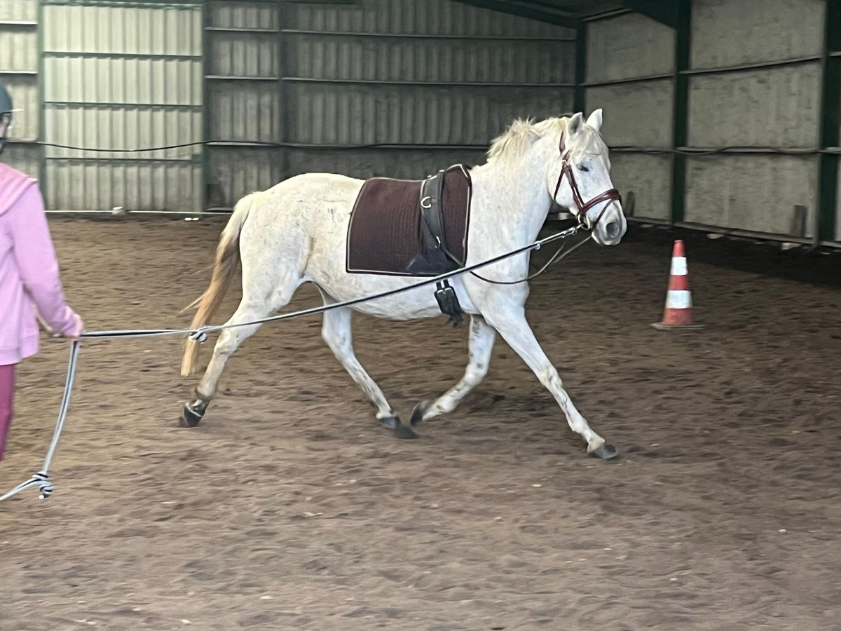 Autres races Croisé Jument 12 Ans 149 cm Gris in Villanueva De Gallego