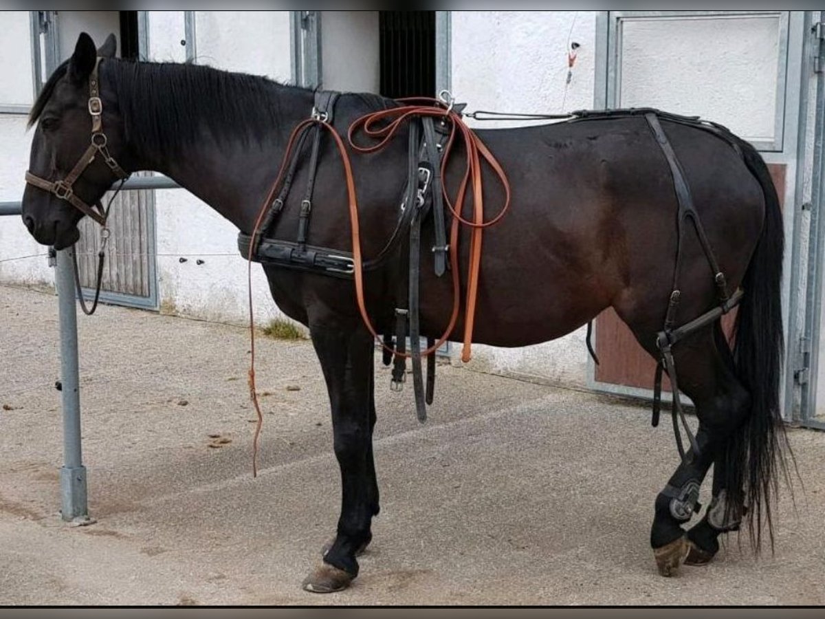 Autres races Croisé Jument 12 Ans 164 cm Noir in Tittmoning