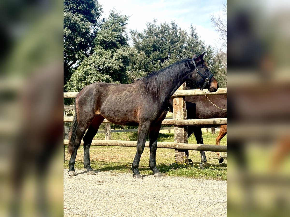 Autres races Jument 2 Ans 165 cm Bai brun in Mornas