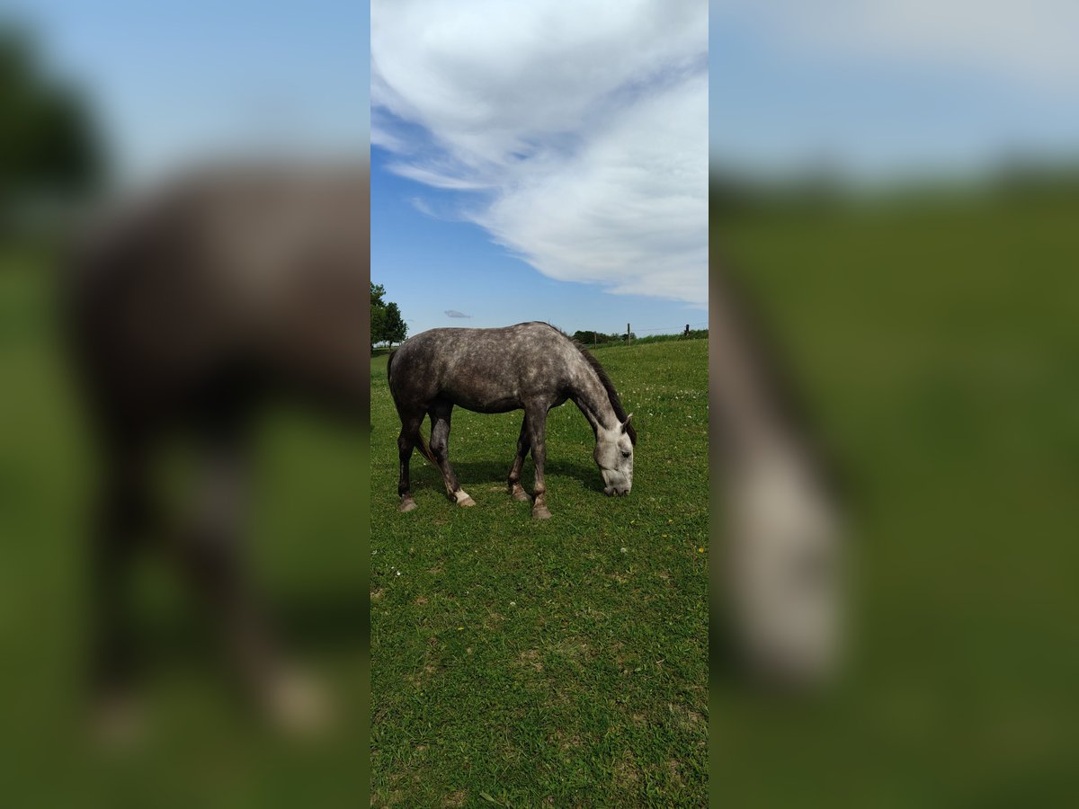 Autres races Jument 2 Ans Bai in Kietlin