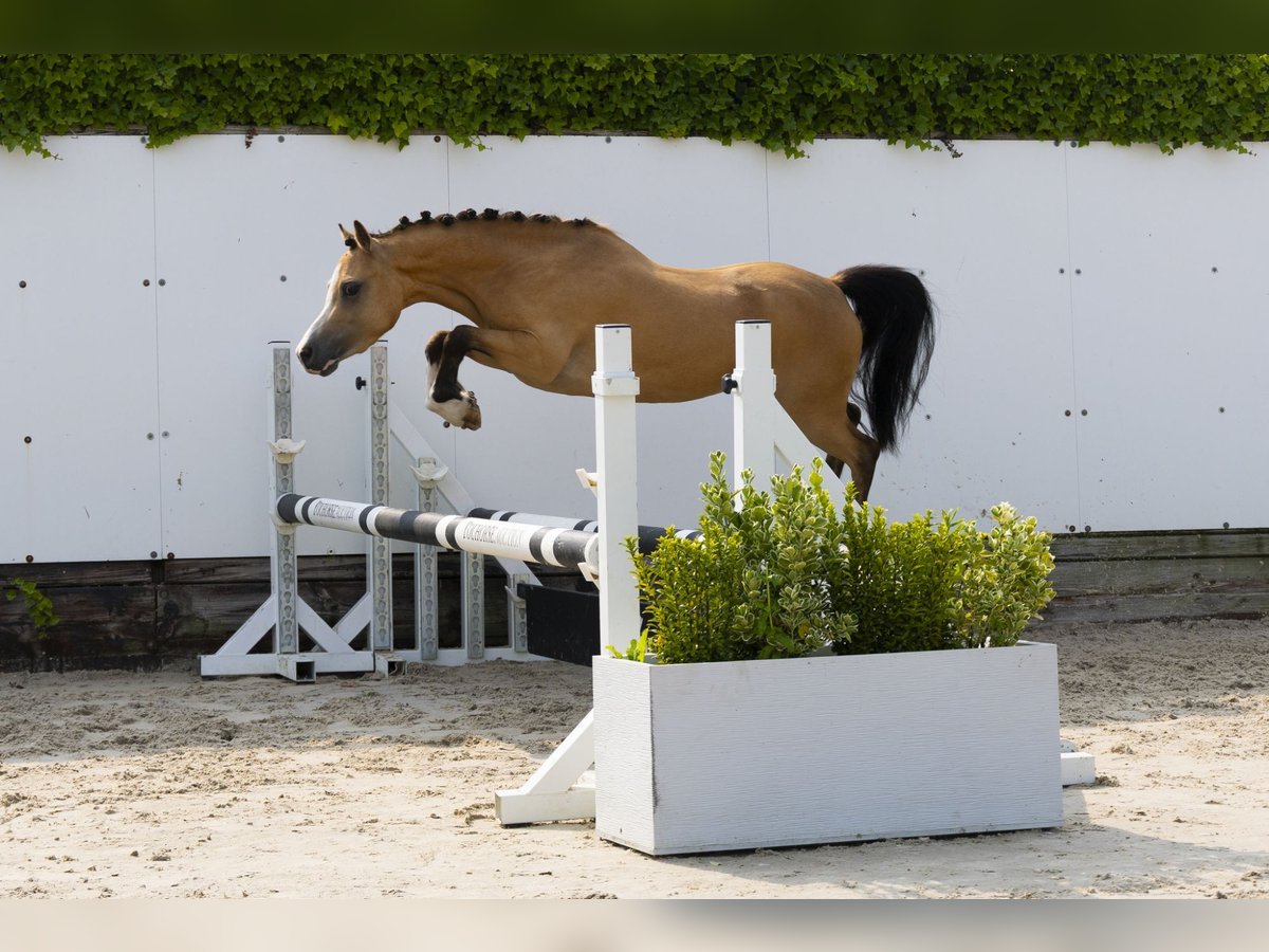Autres races Jument 4 Ans 115 cm Isabelle in Waddinxveen