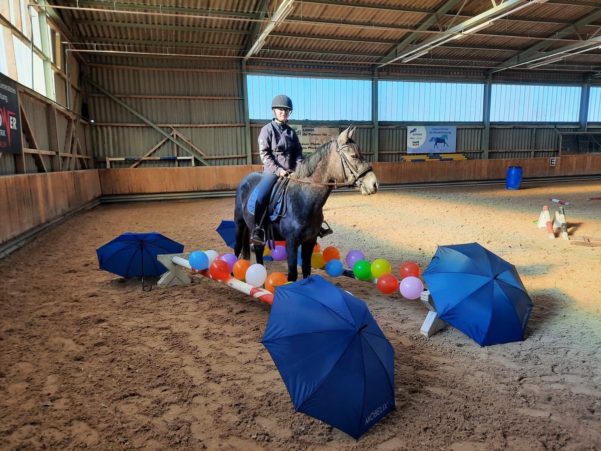 Autres races Croisé Jument 4 Ans 148 cm Gris in Oberriet SG