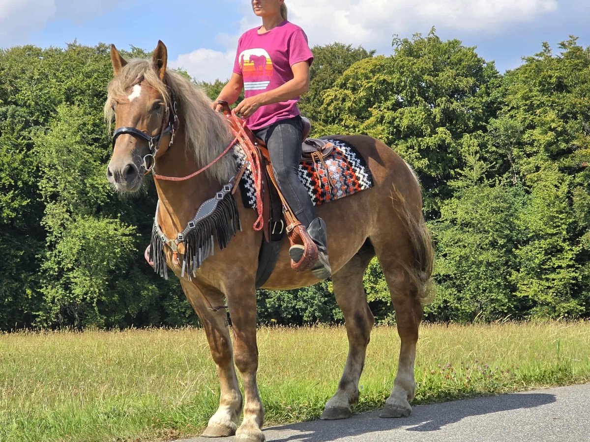 Autres races Jument 4 Ans 155 cm Alezan brûlé in Linkenbach