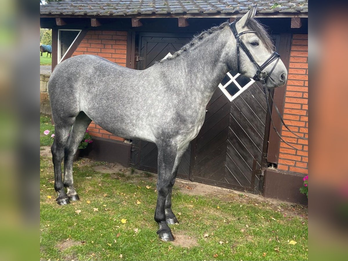 Autres races Jument 4 Ans 158 cm Gris in Hopsten