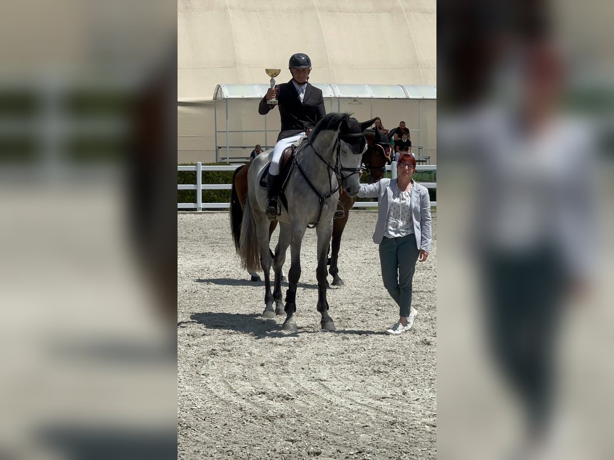 Autres races Jument 4 Ans 172 cm Blanc in &#1055;&#1083;&#1077;&#1074;&#1077;&#1085; / Pleven