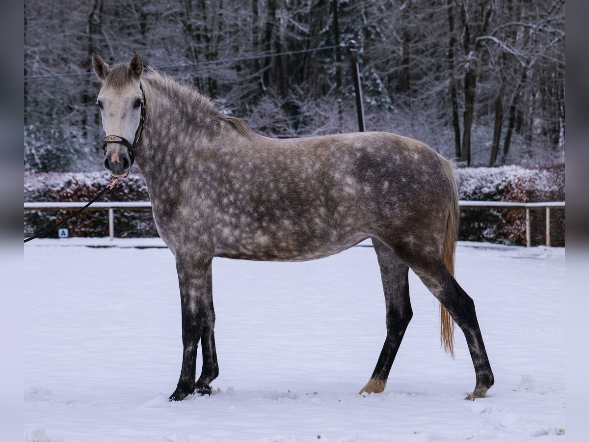 Autres races Jument 5 Ans 152 cm Gris pommelé in Neustadt (Wied)