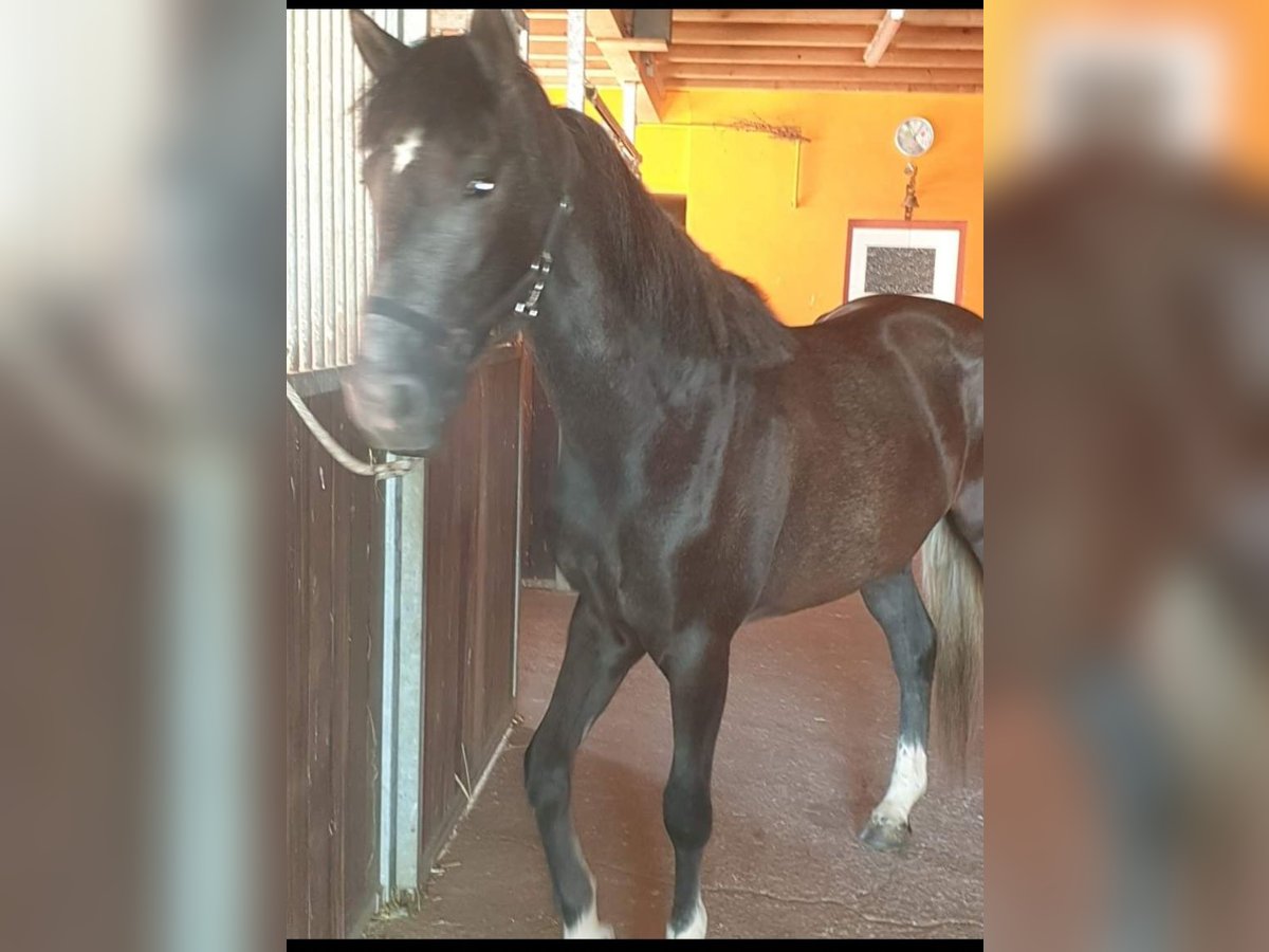 Autres races Croisé Jument 5 Ans 155 cm Peut devenir gris in Eppingen