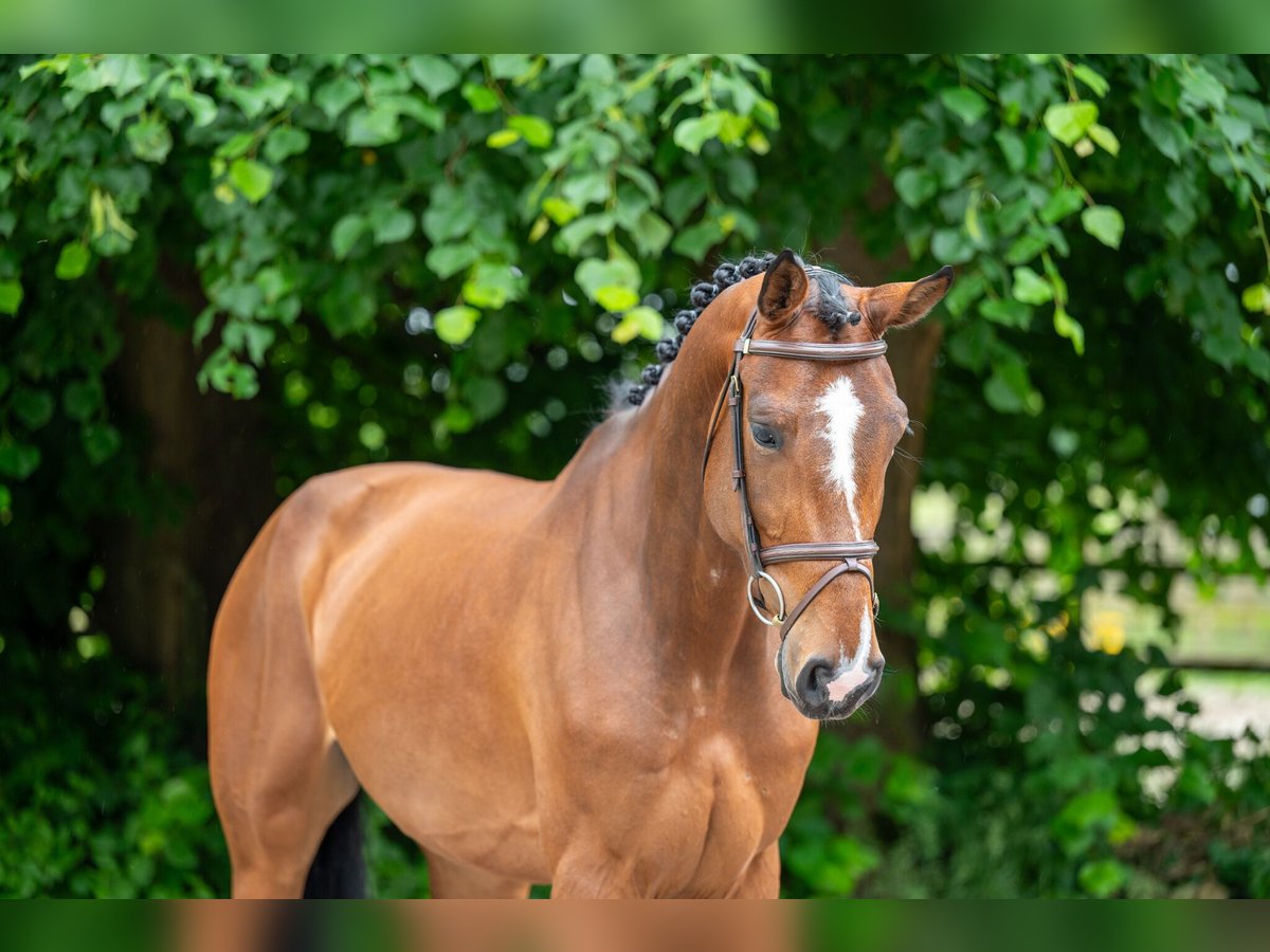 Autres races Jument 5 Ans 166 cm Alezan in GROTE-BROGEL