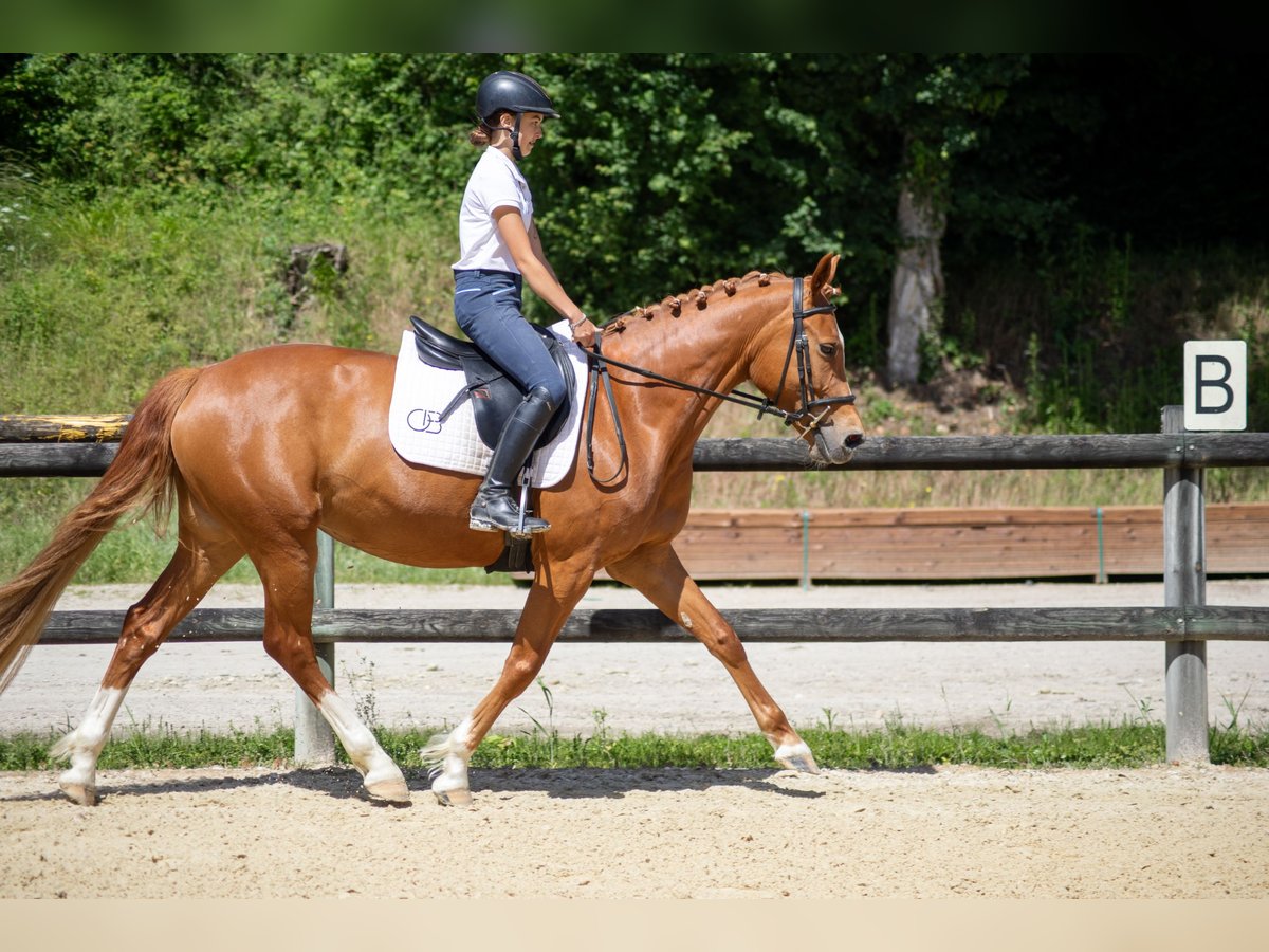 Autres races Jument 6 Ans 147 cm Alezan in Oytier-Saint-Oblas