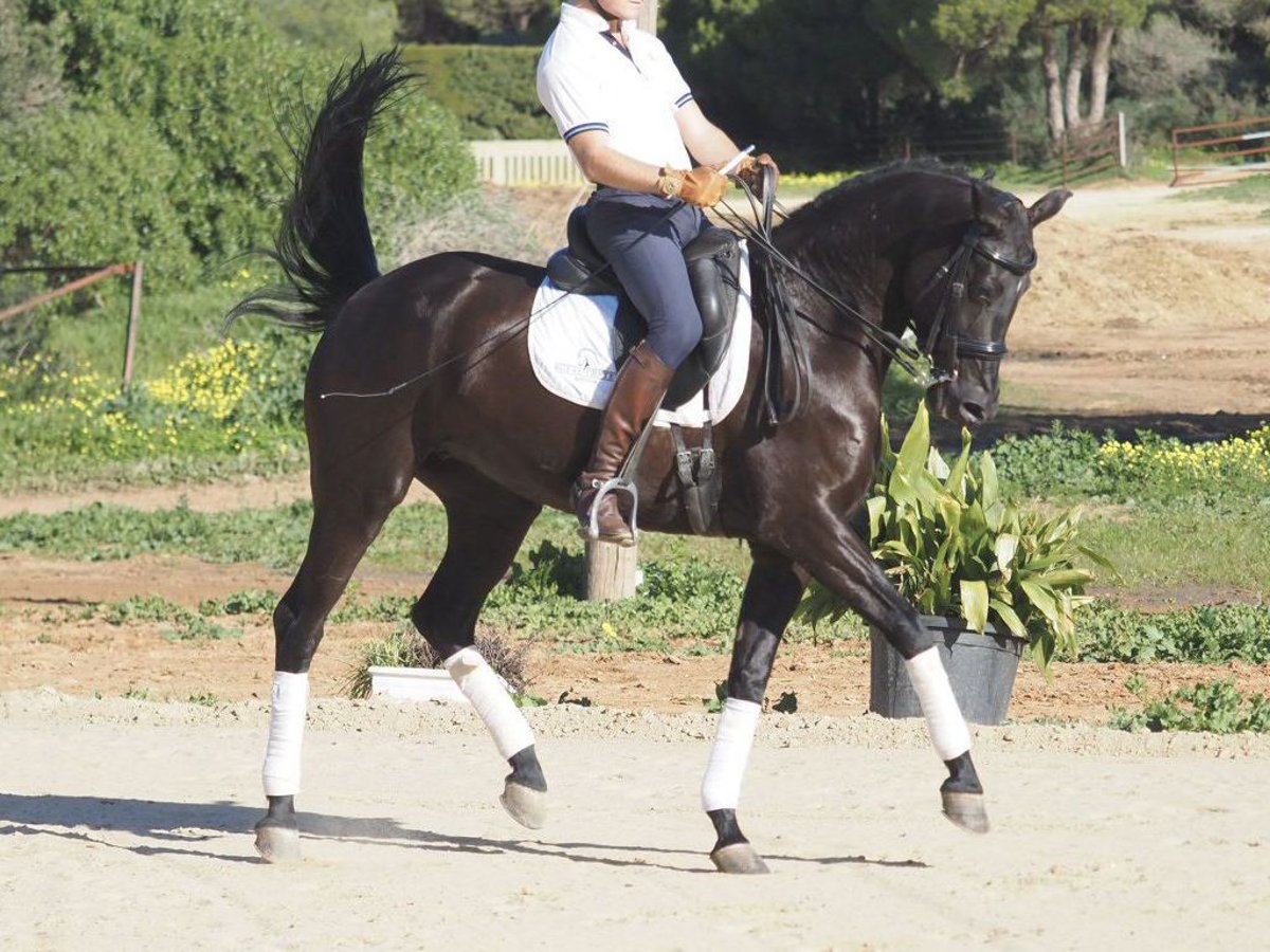 Autres races Jument 6 Ans 158 cm Noir in NAVAS DEL MADRONO