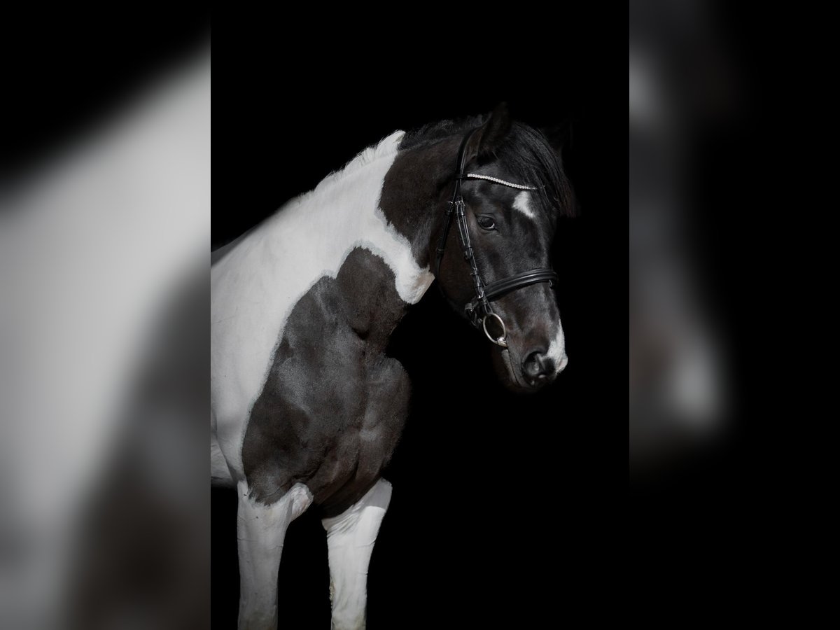 Autres races Jument 6 Ans 158 cm Pinto in Vilnius