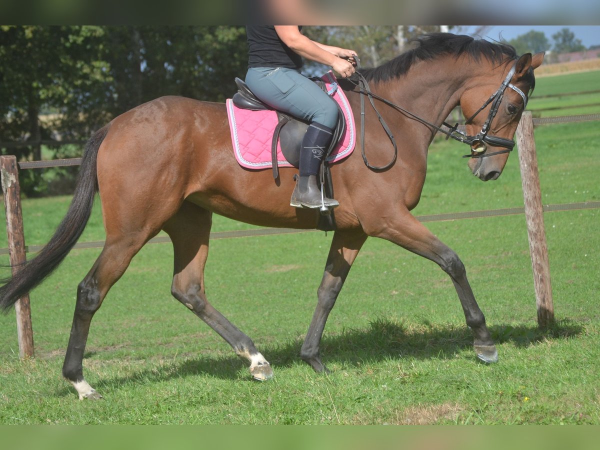 Autres races Jument 6 Ans 165 cm Bai in Breda
