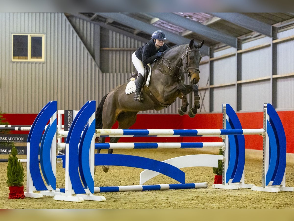 Autres races Jument 6 Ans 168 cm Bai brun in Waddinxveen