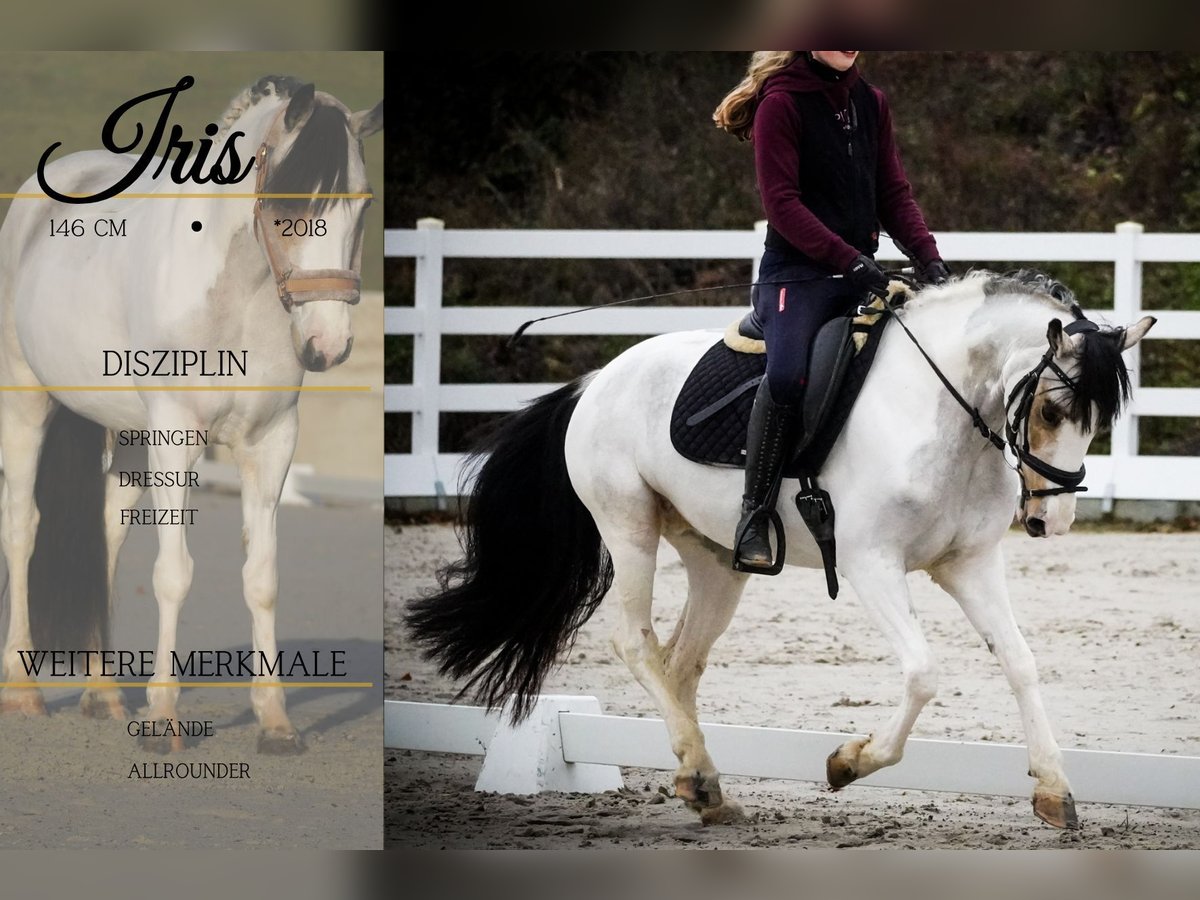 Autres races Jument 7 Ans 146 cm Pinto in Nettersheim