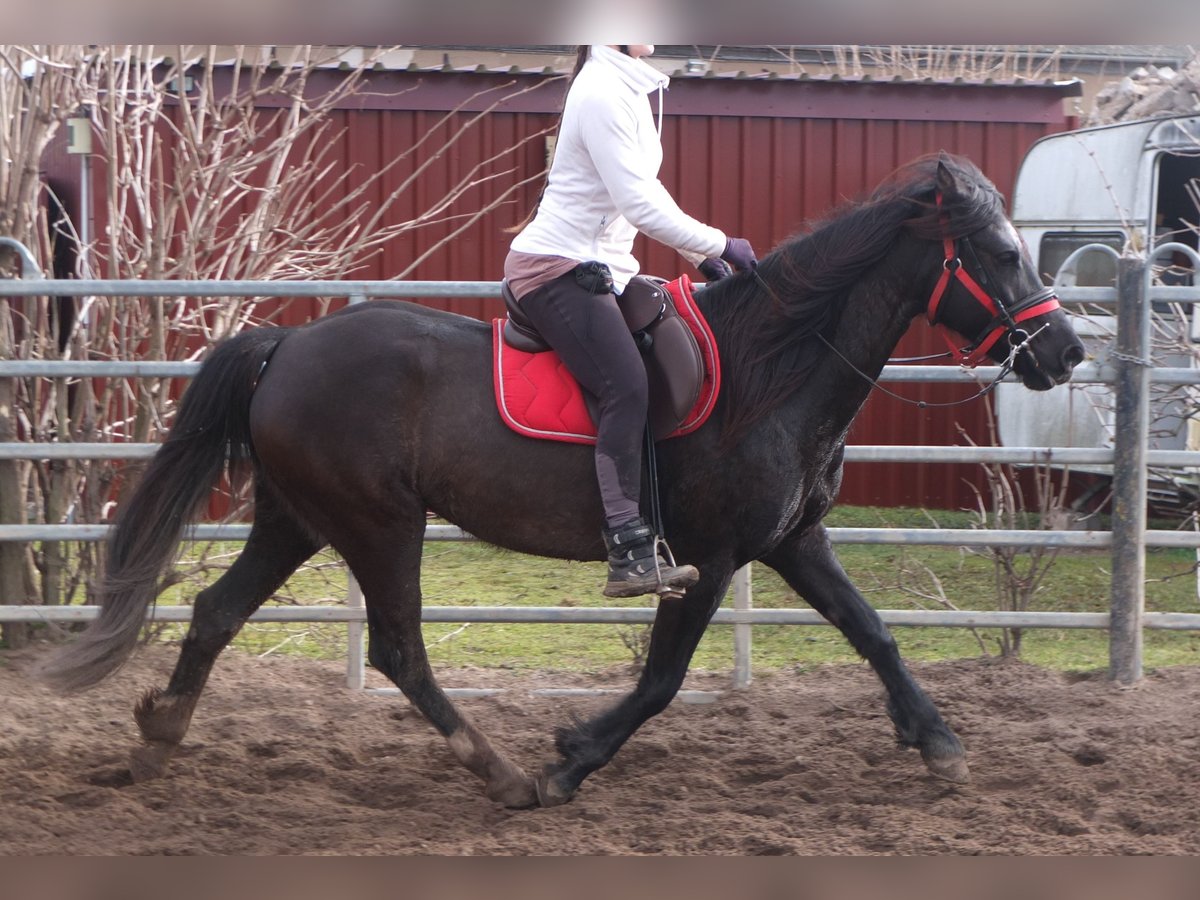 Autres races Jument 7 Ans 155 cm Noir in Buttst&#xE4;dt