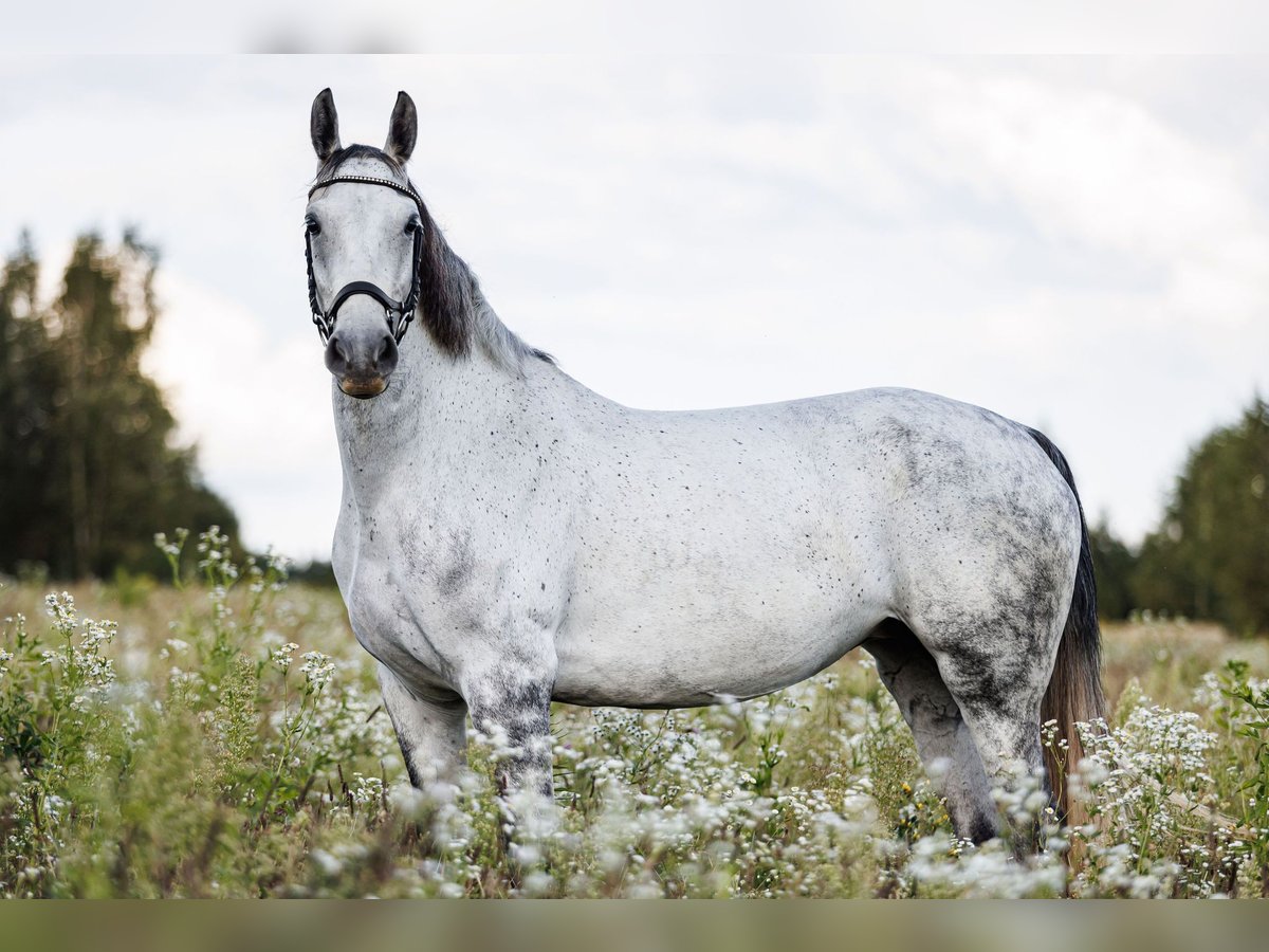 Autres races Croisé Jument 7 Ans 160 cm Gris in Vilnius