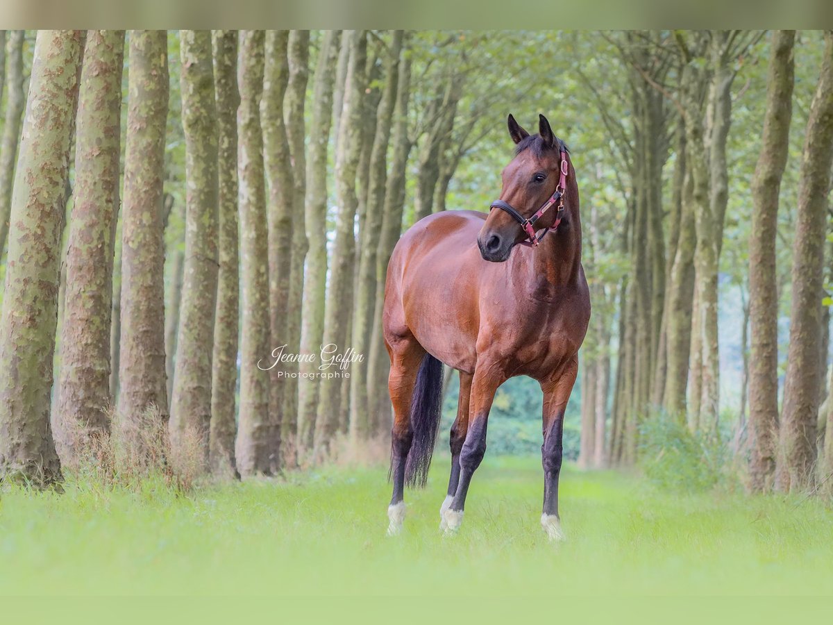 Autres races Jument 7 Ans 165 cm Bai in Vieux-condé