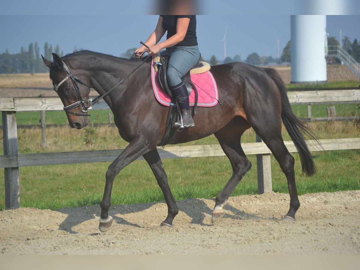 Autres races Jument 7 Ans 167 cm Bai brun foncé in Breda