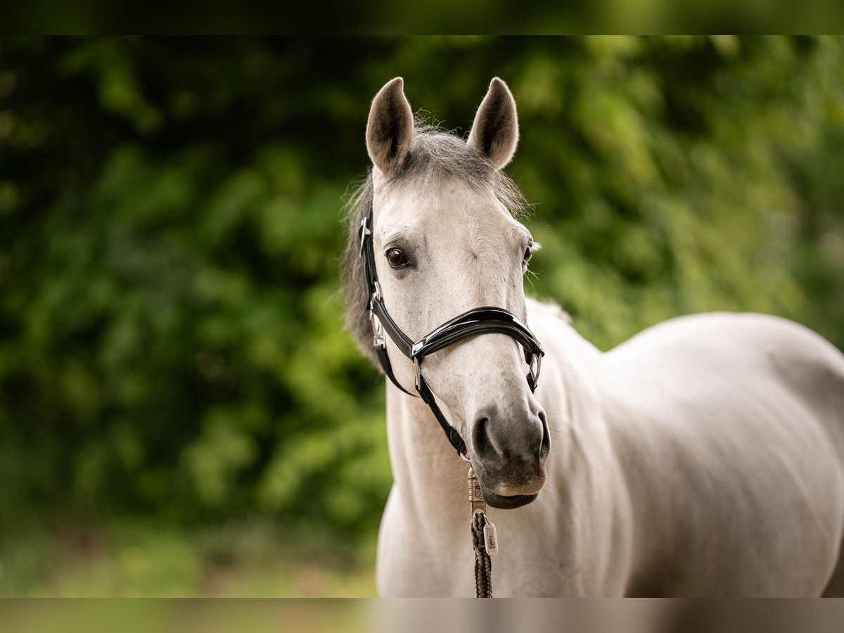 Autres races Jument 8 Ans 138 cm Gris in Hochdorf