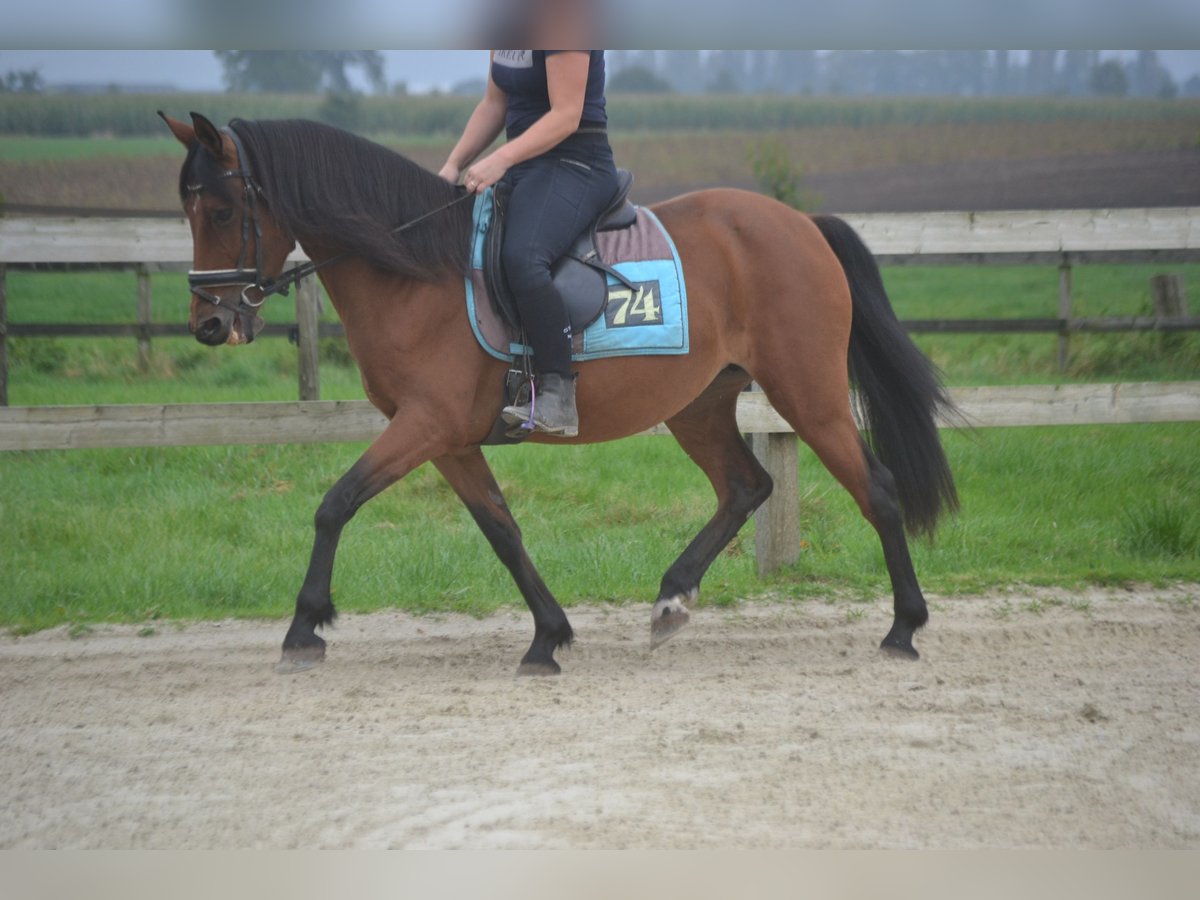 Autres races Jument 8 Ans 145 cm Bai in Breda