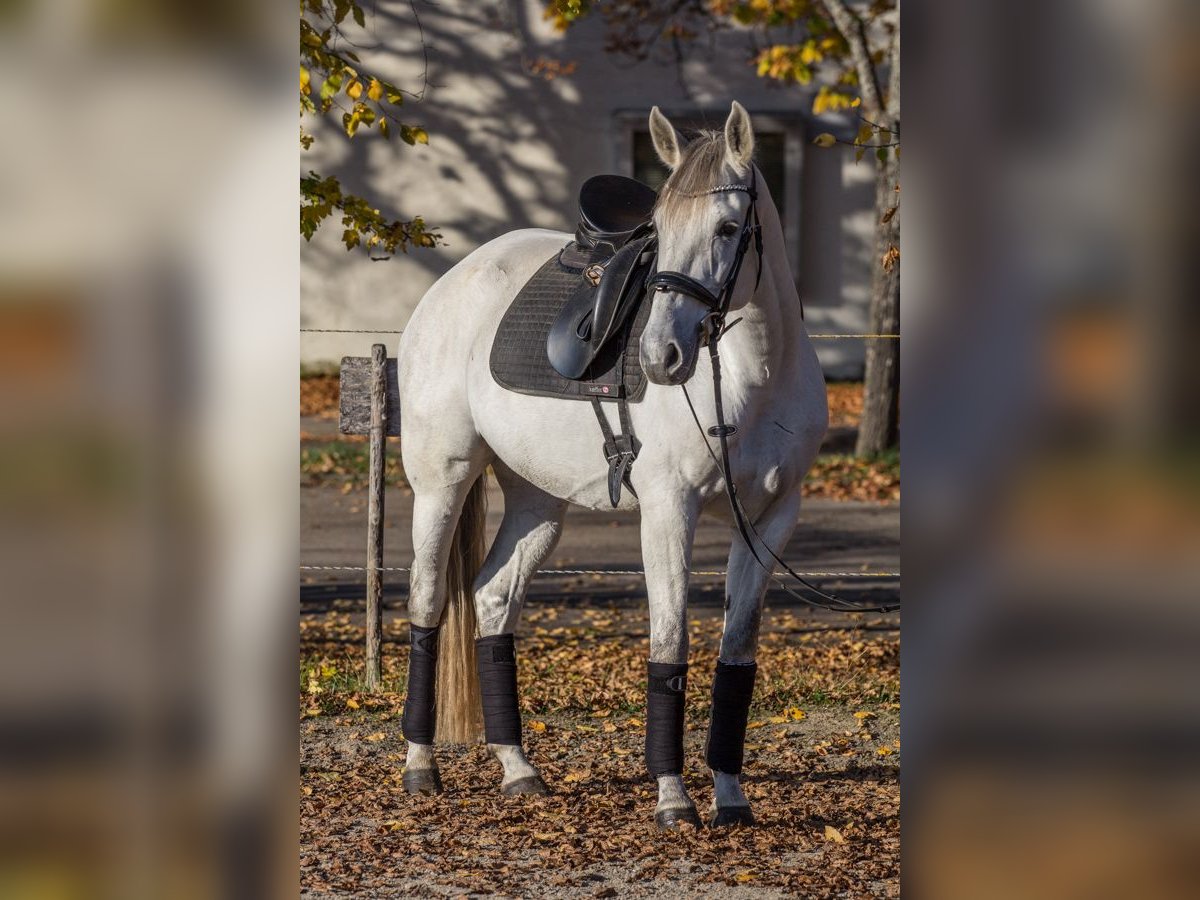 Autres races Jument 8 Ans 165 cm Gris in Schwäbisch Gmünd