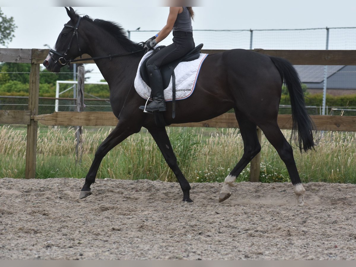 Autres races Jument 8 Ans 165 cm Noir in Achtmaal