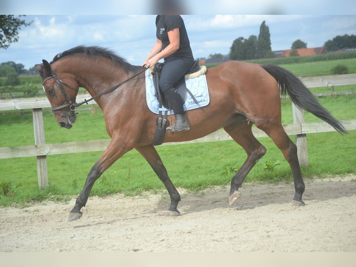 Autres races Jument 9 Ans 164 cm Bai in Breda