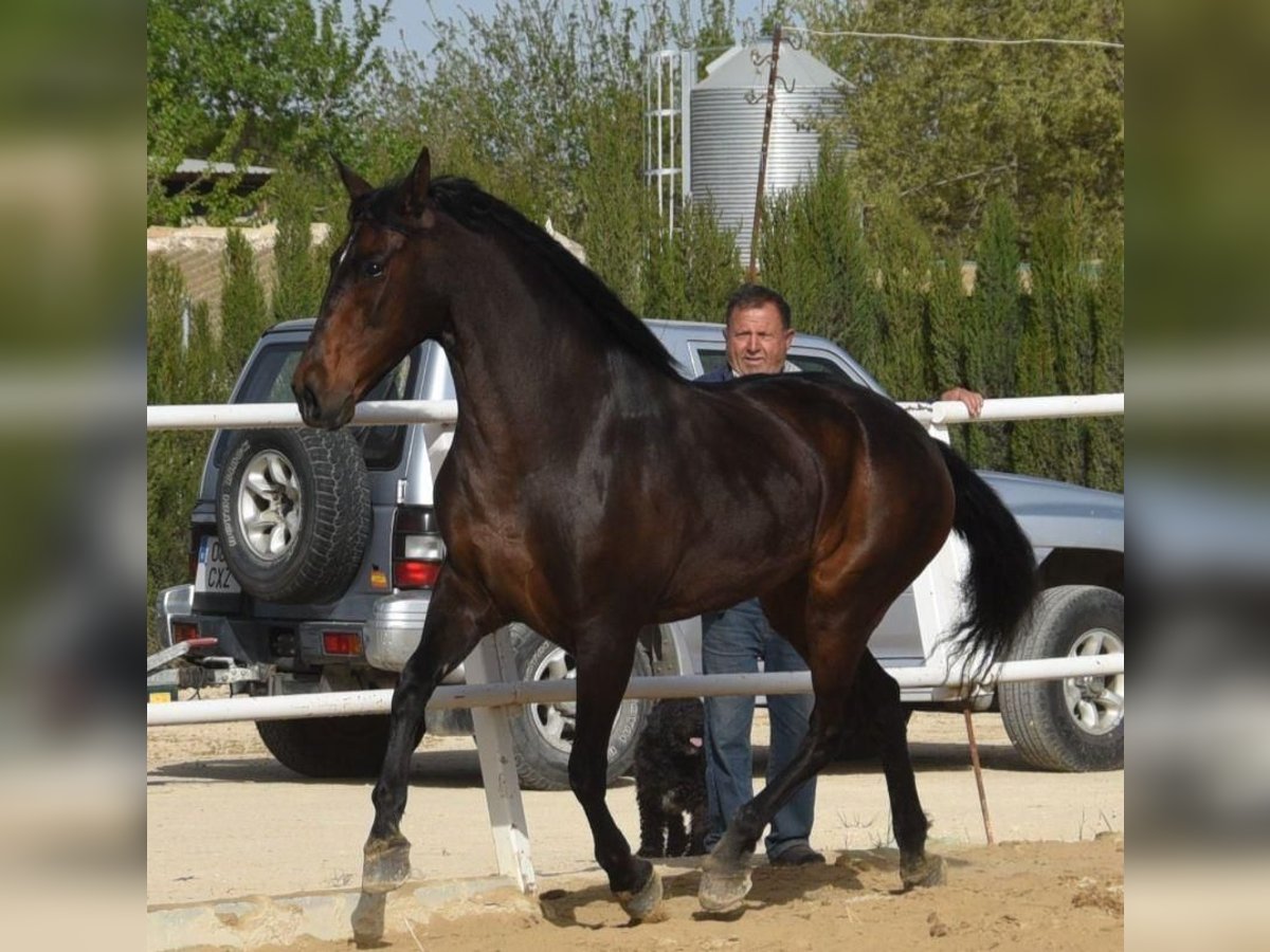 Autres races Croisé Jument 9 Ans Bai cerise in Málaga