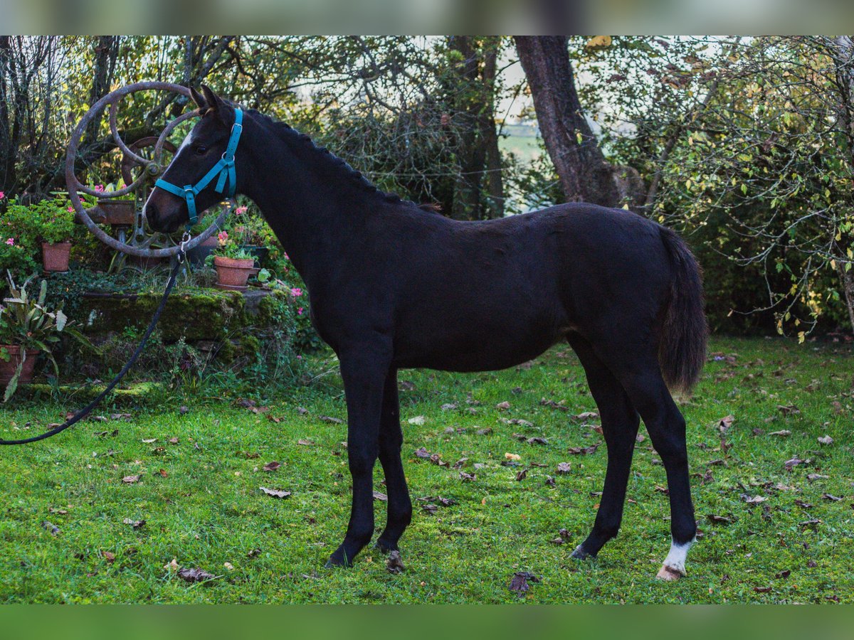 Autres races Jument Poulain (05/2024) Bai brun foncé in SORBIER