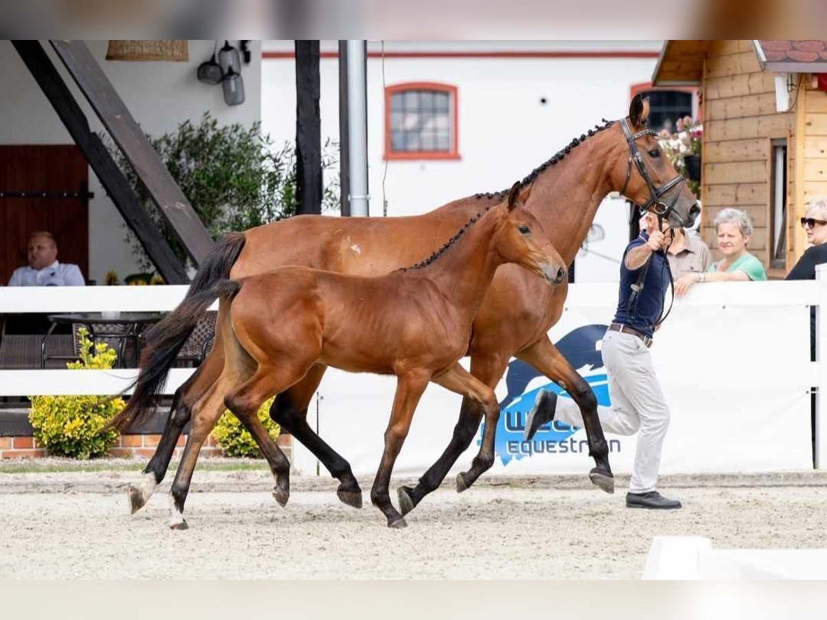 Autres races Jument Poulain (03/2024) Bai in Więcbork