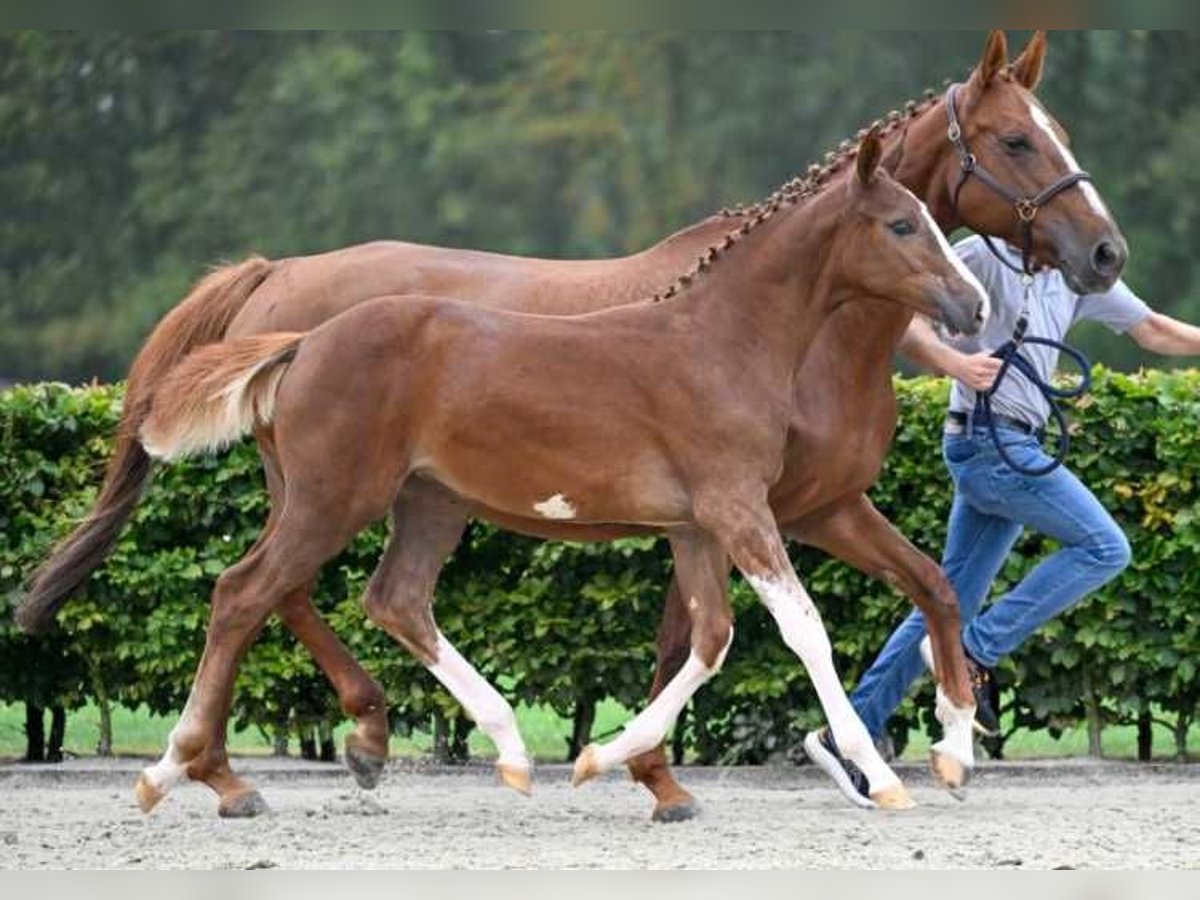 Autres races Jument Poulain (05/2024) in Zele